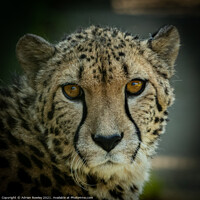 Buy canvas prints of Cheetah by Adrian Rowley