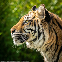 Buy canvas prints of Nias the Sumatran Tiger in portrait by Adrian Rowley