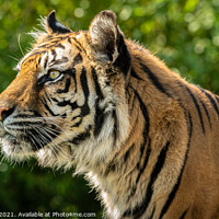 Buy canvas prints of Nias the Sumatran Tiger by Adrian Rowley