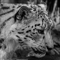 Buy canvas prints of Snow Leopard by Adrian Rowley
