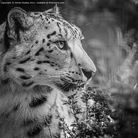 Buy canvas prints of A close up of a snow leopard by Adrian Rowley