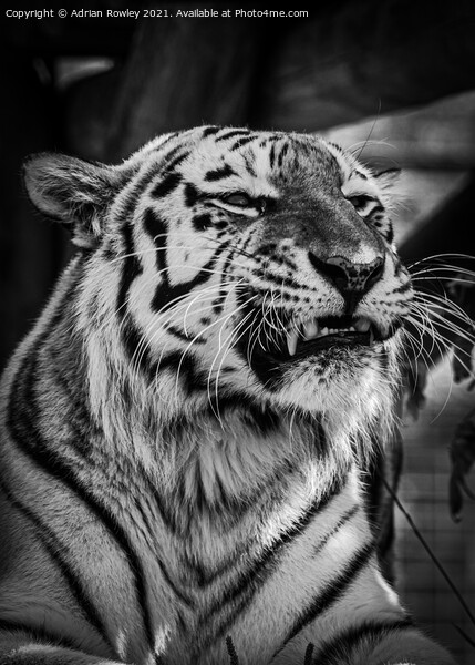 Sumatran Tiger in monochrome Picture Board by Adrian Rowley