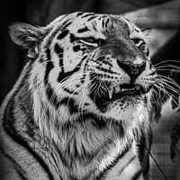 Buy canvas prints of Sumatran Tiger in monochrome by Adrian Rowley