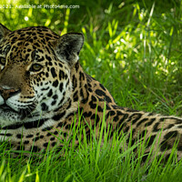 Buy canvas prints of Jaguar by Adrian Rowley