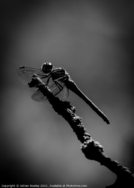 Dragonfly at Dusk Picture Board by Adrian Rowley