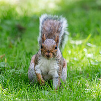 Buy canvas prints of A squirrel face off by Adrian Rowley