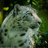 Buy canvas prints of Portrait of a Snow Leopard by Adrian Rowley
