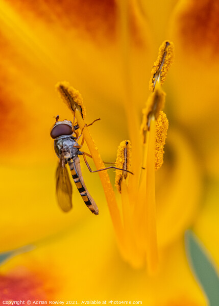 Macro shot of a hoverfly feeding on pollen from an orange lily Picture Board by Adrian Rowley