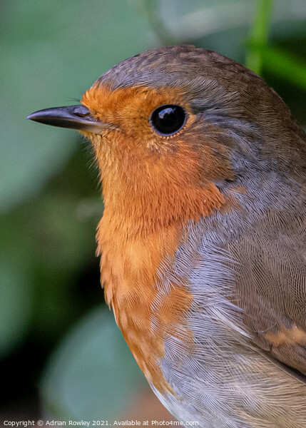 A close up of a Robin in portrait Picture Board by Adrian Rowley