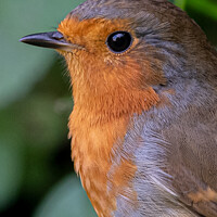 Buy canvas prints of A close up of a Robin in portrait by Adrian Rowley