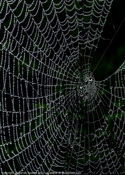 Dew on web Picture Board by Adrian Rowley