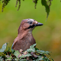 Buy canvas prints of Autumn Jay by Adrian Rowley