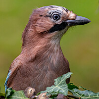 Buy canvas prints of Autumn Jay by Adrian Rowley
