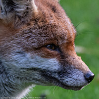 Buy canvas prints of Red Fox by Adrian Rowley
