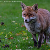 Buy canvas prints of Red Fox by Adrian Rowley