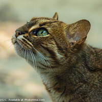Buy canvas prints of Sri Lankan Rusty Spotted Cat by Adrian Rowley