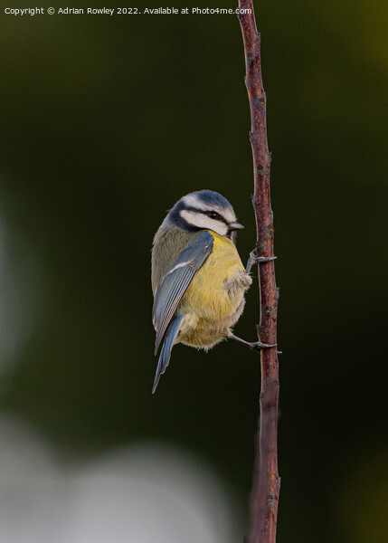 Blue Tit Picture Board by Adrian Rowley