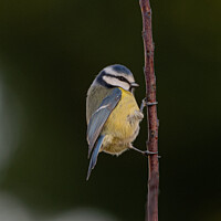 Buy canvas prints of Blue Tit by Adrian Rowley