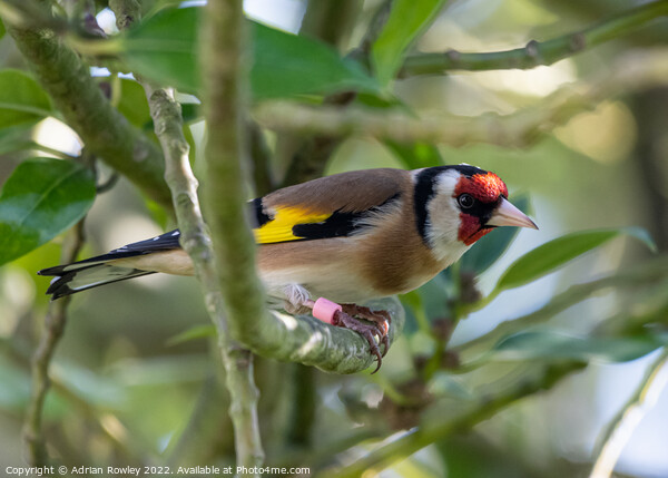 Goldfinch in Holy Picture Board by Adrian Rowley