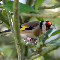 Buy canvas prints of Goldfinch in Holy by Adrian Rowley