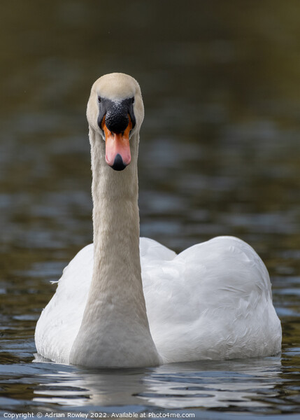 Mute Swan Portrait Picture Board by Adrian Rowley
