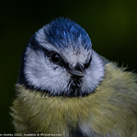 Buy canvas prints of Blue Tit in Portrait by Adrian Rowley