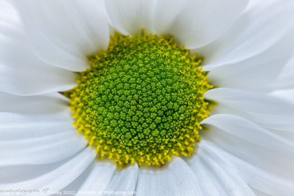 Beautiful Daisy Picture Board by Adrian Rowley