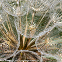 Buy canvas prints of Dandelion close up and macro shot by Adrian Rowley