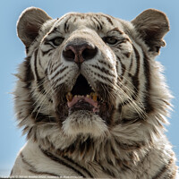 Buy canvas prints of White Tiger by Adrian Rowley