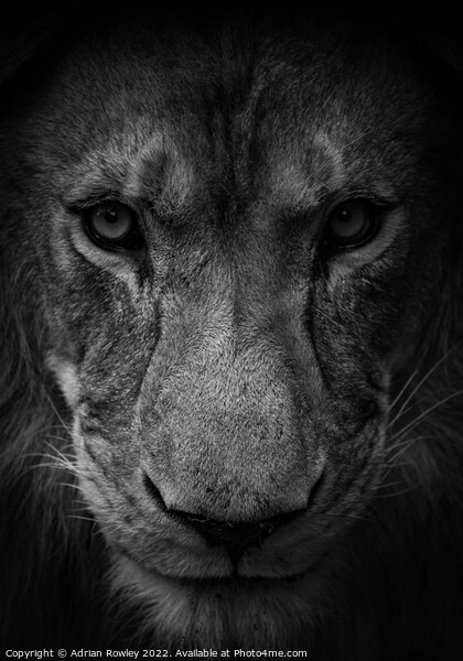 Male lion in monochrome Picture Board by Adrian Rowley