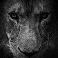 Buy canvas prints of Male lion in monochrome by Adrian Rowley