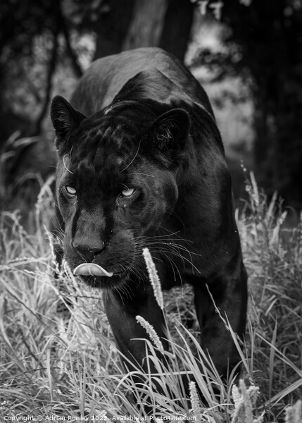 The Elusive Black Jaguar Picture Board by Adrian Rowley