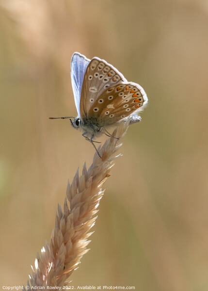 Brilliant Blue Butterfly Picture Board by Adrian Rowley