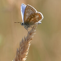 Buy canvas prints of Brilliant Blue Butterfly by Adrian Rowley