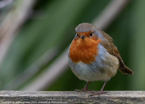 Portrait of a Robin Picture Board by Adrian Rowley