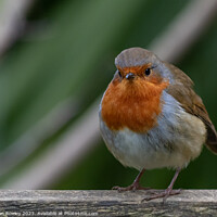 Buy canvas prints of Portrait of a Robin by Adrian Rowley