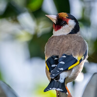 Buy canvas prints of The Goldfinch by Adrian Rowley