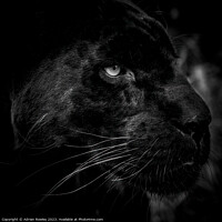 Buy canvas prints of The Elusive Black Jaguar by Adrian Rowley