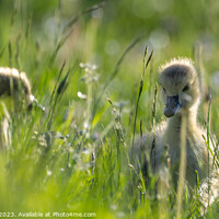 Buy canvas prints of A Canada Goose gosling grazing in the Spring meado by Adrian Rowley