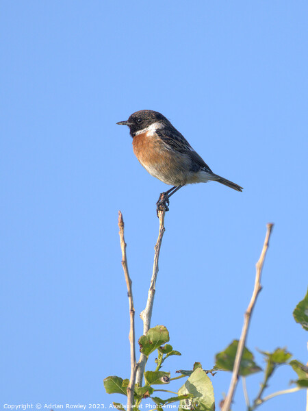 The beautiful Stonechat Picture Board by Adrian Rowley