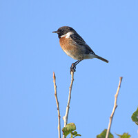 Buy canvas prints of The beautiful Stonechat by Adrian Rowley