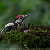 Buy canvas prints of Serene Woodpecker in Natural Habitat by Adrian Rowley