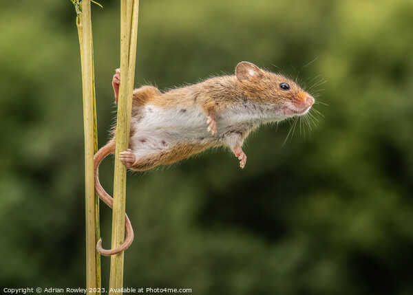 Curious Harvest Mouse Engages with the Lens Picture Board by Adrian Rowley