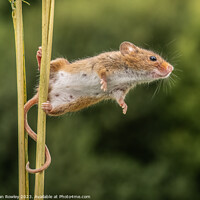 Buy canvas prints of Curious Harvest Mouse Engages with the Lens by Adrian Rowley