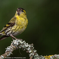 Buy canvas prints of Radiant Yellow Siskin on Lichen covered Tree Branc by Adrian Rowley