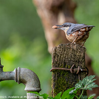 Buy canvas prints of "Graceful Nuthatch Perched on Wooden Post" by Adrian Rowley