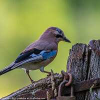 Buy canvas prints of The magnificent Jay by Adrian Rowley