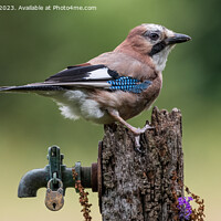 Buy canvas prints of The magnificent Jay by Adrian Rowley