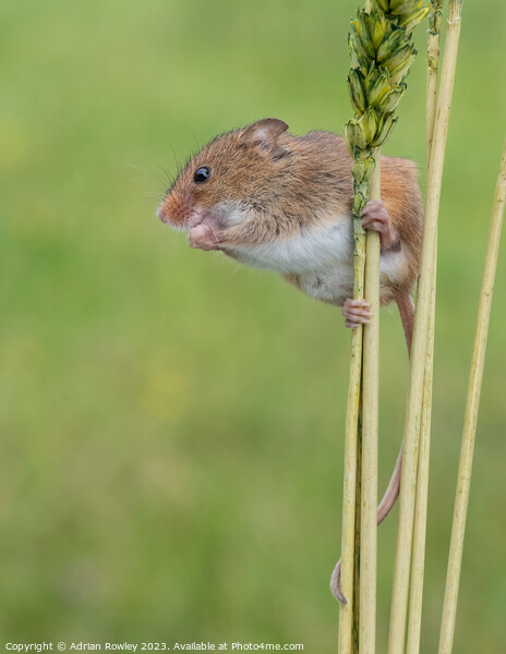 Harvest Mice balancing act Picture Board by Adrian Rowley