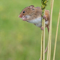 Buy canvas prints of Harvest Mice balancing act by Adrian Rowley